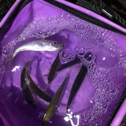 サビキでアジ釣り